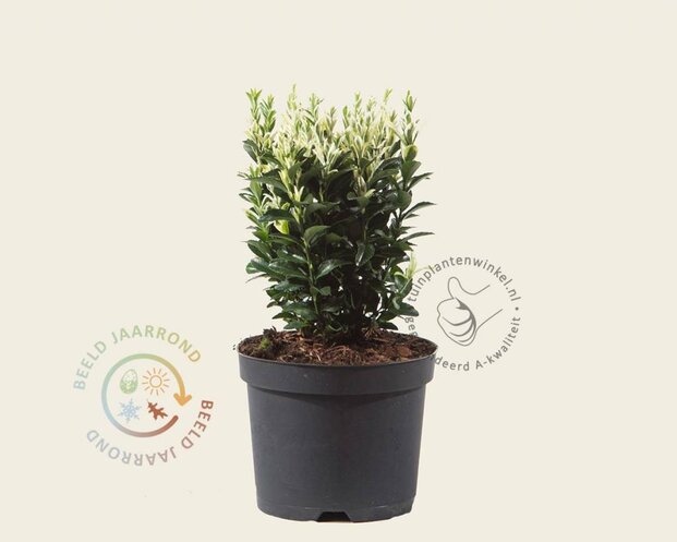 Euonymus japonicus 'Francien'