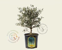 Olea europaea - struikmodel