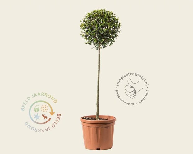Ligustrum delavayanum - op stam