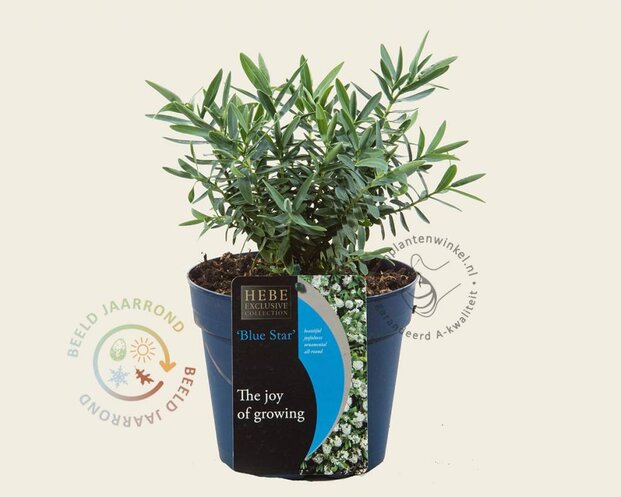 Hebe 'Blue Star'