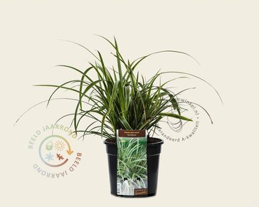 Carex morrowii 'Ice Dance'
