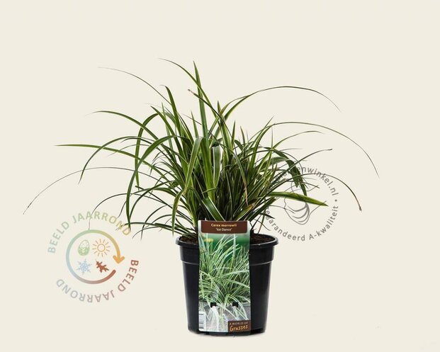 Carex morrowii 'Ice Dance'