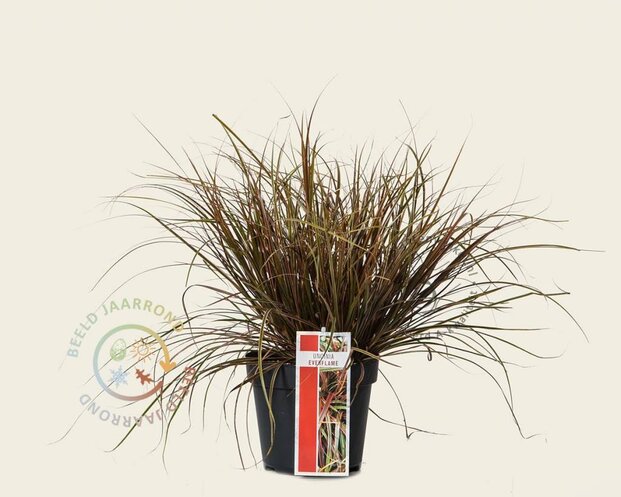 Uncinia rubra 'Everflame'