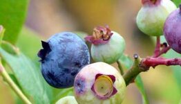 Blauwe bes image