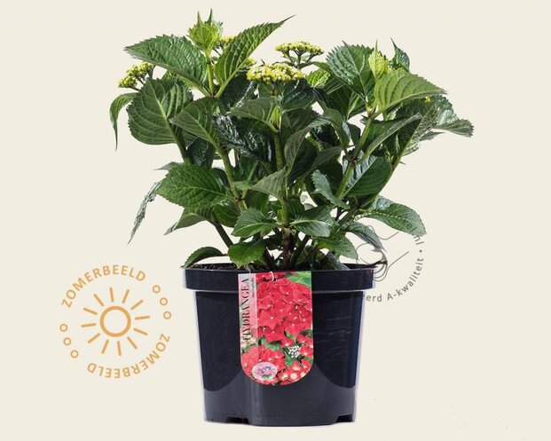 Hydrangea macrophylla - Rood