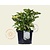 Hydrangea macrophylla - Wit