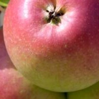 Appelbomen