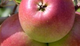 Appelbomen image