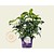 Hydrangea macrophylla 'Forever & Ever' (Wit)