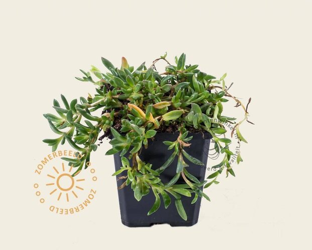 Delosperma cooperi