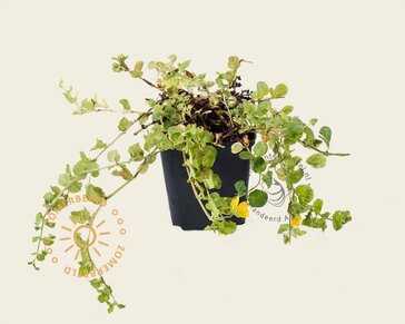 Lysimachia nummularia