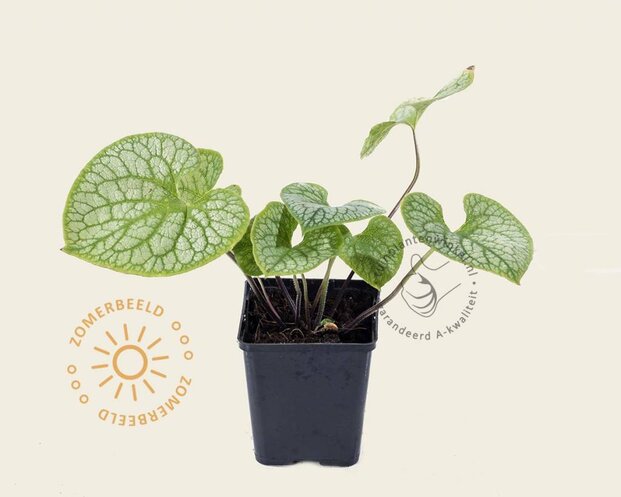 Brunnera macrophylla 'Jack Frost'