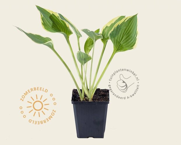 Hosta fortunei 'Aureomarginata'