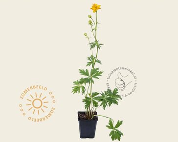 Trollius chinensis 'Golden Queen'