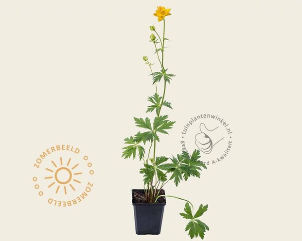 Trollius chinensis 'Golden Queen'