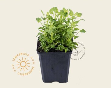 Campanula carpatica 'Blaue Clips'