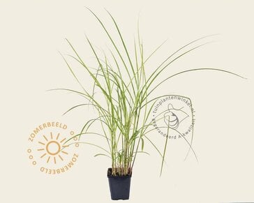 Miscanthus sinensis 'Flamingo'