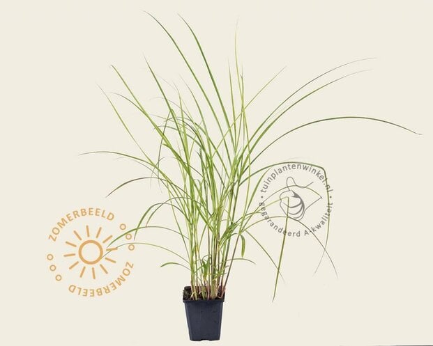 Miscanthus sinensis 'Flamingo'