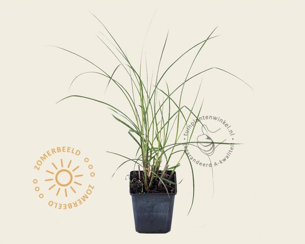 Miscanthus sinensis 'Kleine Silberspinne'