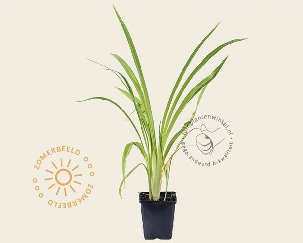 Hemerocallis 'Frans Hals'