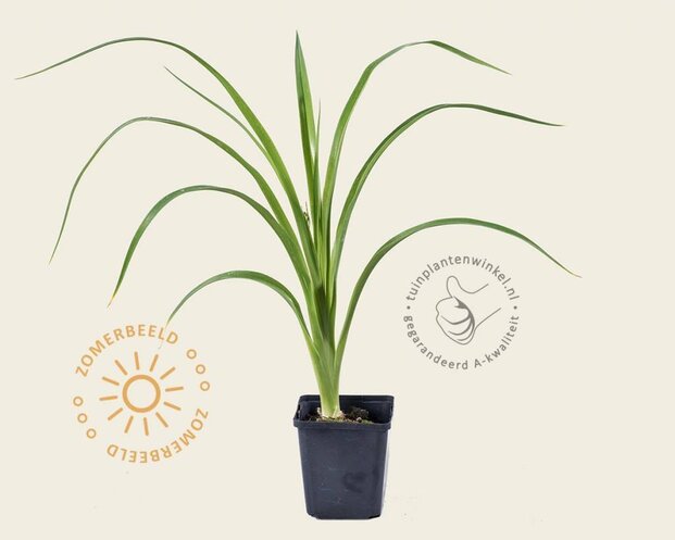Hemerocallis 'Gentle Shepherd'