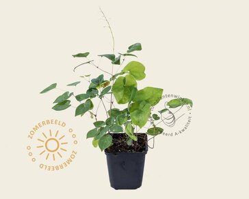 Epimedium versicolor 'Sulphureum'