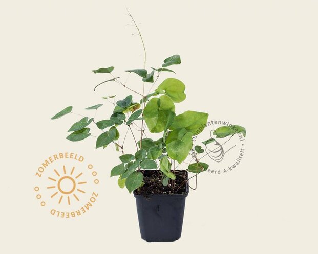 Epimedium versicolor 'Sulphureum'