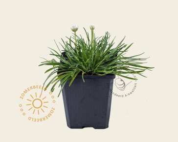Armeria maritima 'Splendens'