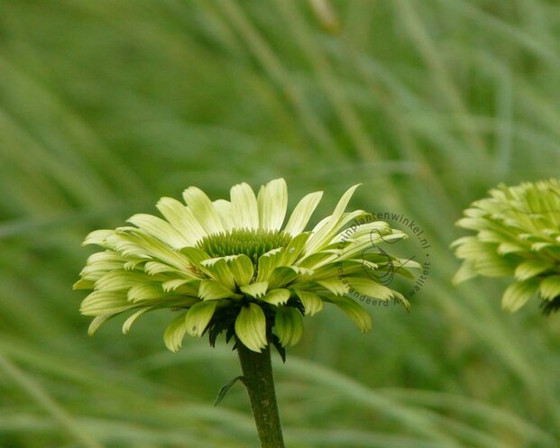 Echinacea purpurea 'Green Jewel'