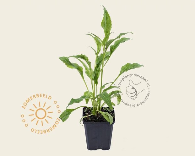 Echinacea purpurea 'Green Jewel'