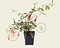 Fuchsia magellanica ‘Riccartonii’