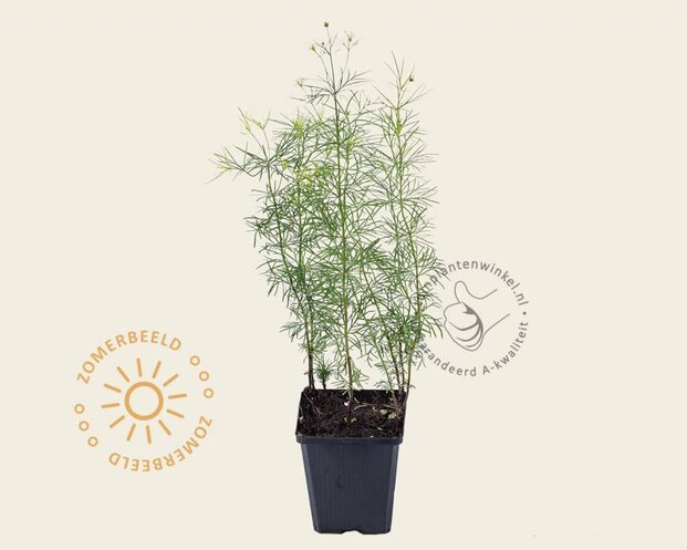 Coreopsis verticillata