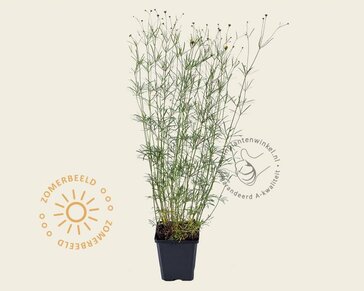 Coreopsis verticillata 'Moonbeam'