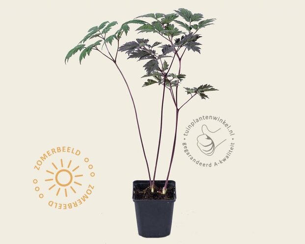 Cimicifuga ramosa 'Atropurpurea'