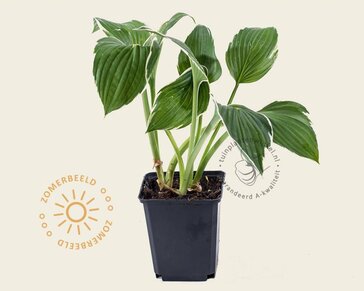Hosta fortunei 'Francee'