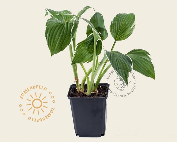 Hosta fortunei 'Francee'
