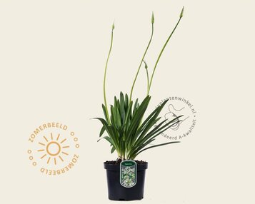 Agapanthus africanus 'Leicester' image