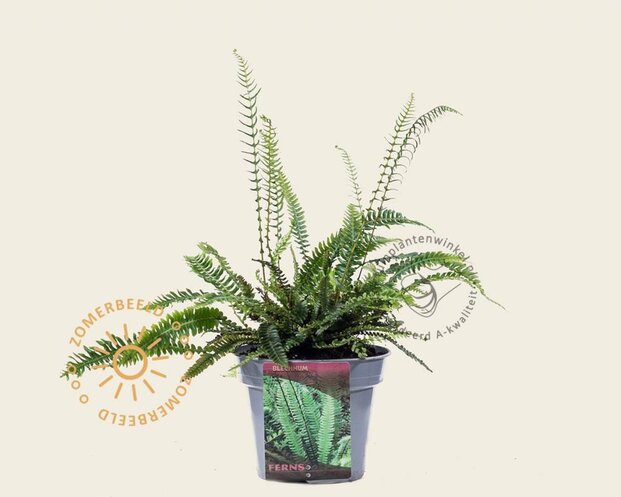 Blechnum spicant