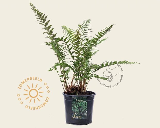 Dryopteris filix-mas 'Barnesii'