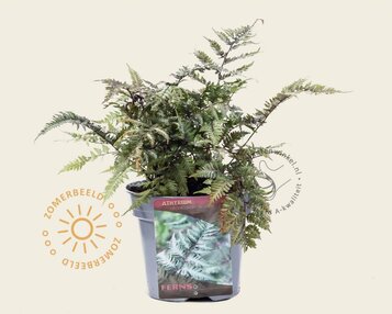 Athyrium niponicum 'Metallicum' image