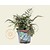 Athyrium niponicum 'Metallicum'