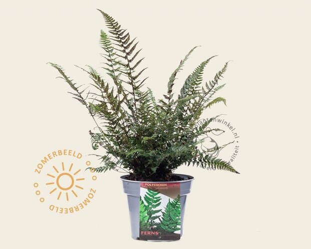 Polystichum tsus-simense