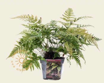 Dryopteris erythrosora 'Prolifica'