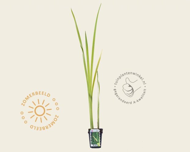 Acorus calamus