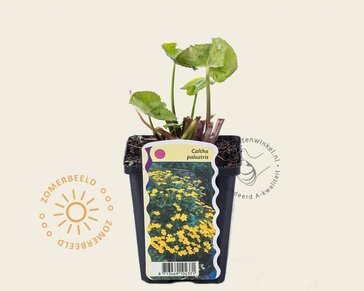 Caltha palustris