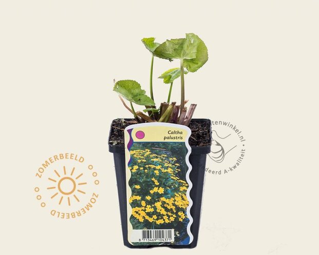Caltha palustris