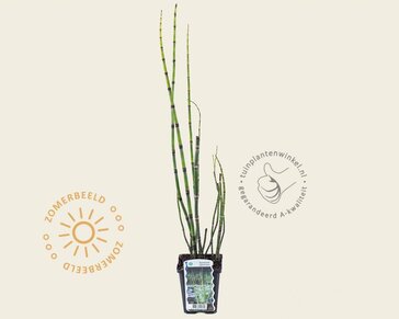 Equisetum japonicum