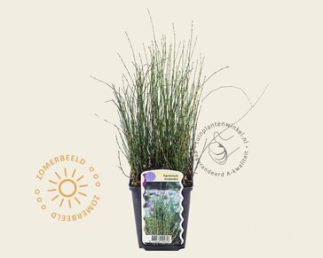 Equisetum scirpoides