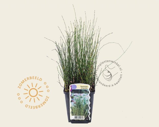 Equisetum scirpoides