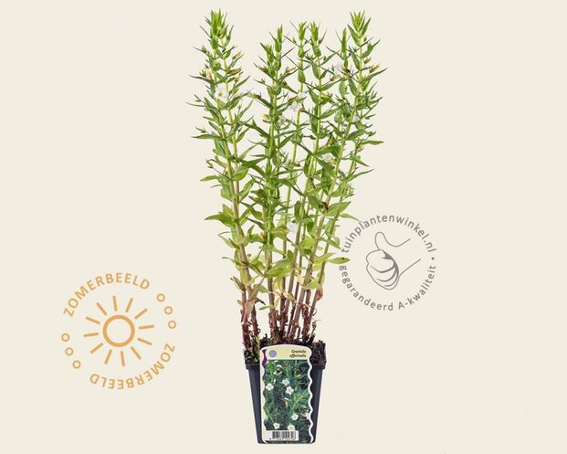 Gratiola officinalis